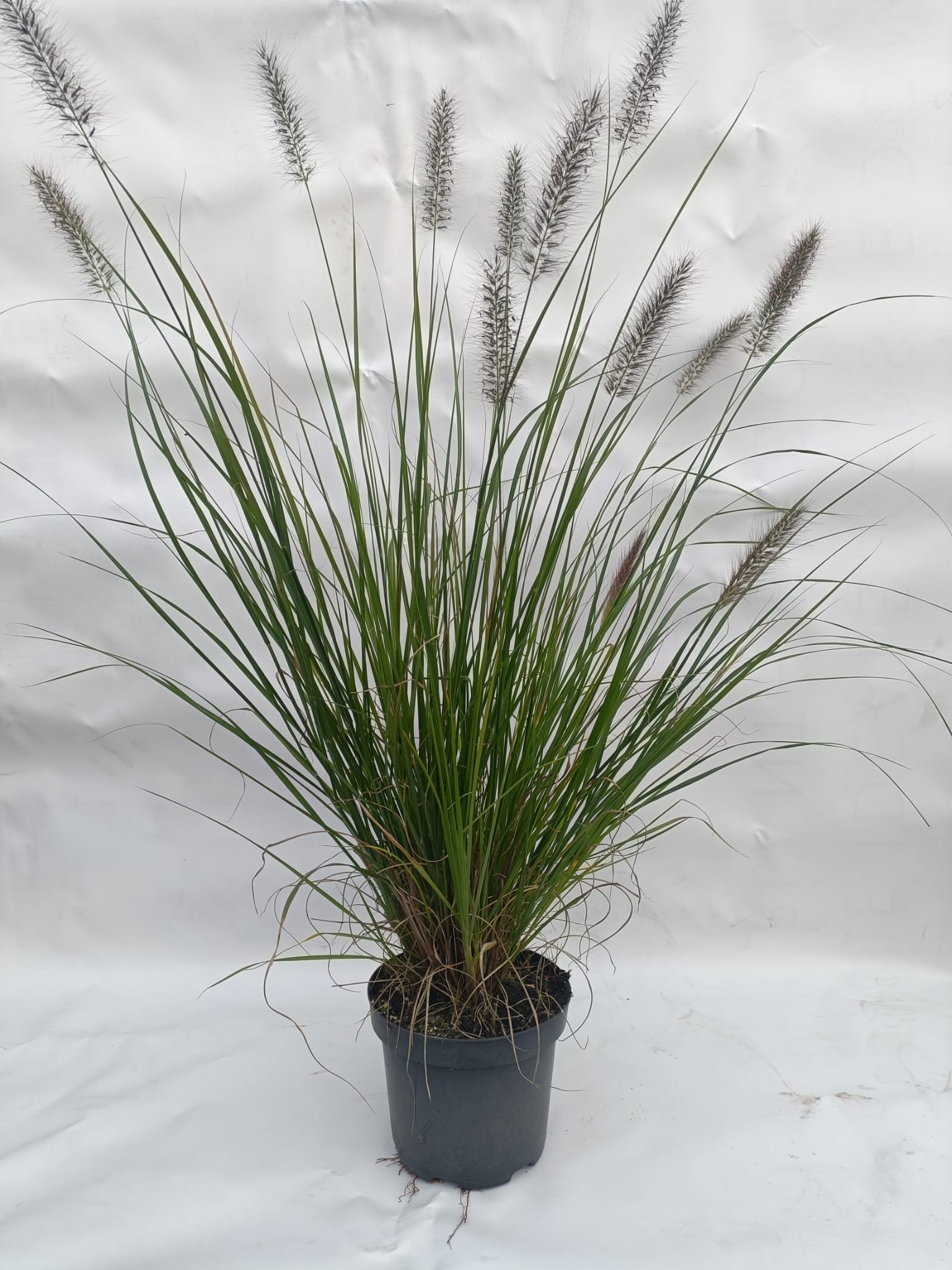 Pennisetum alopecuroides Red Head